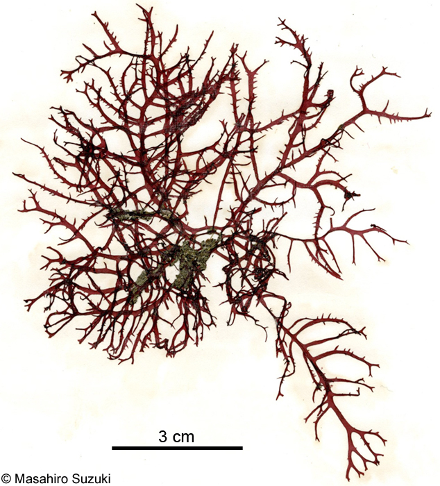 サイダイバラ Calliblepharis saidana