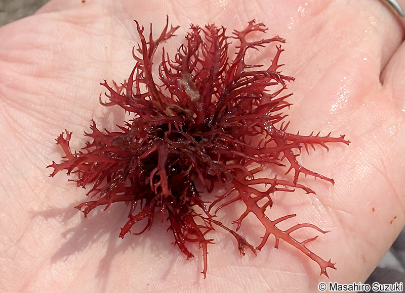 サイダイバラ Calliblepharis saidana