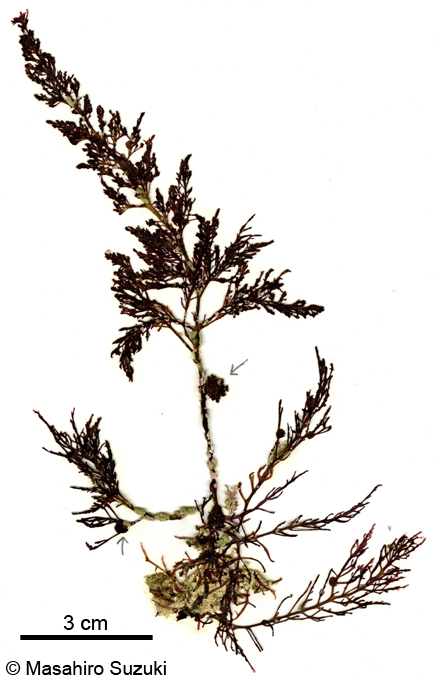 モリモトソゾマクラ Laurencia morimotoi