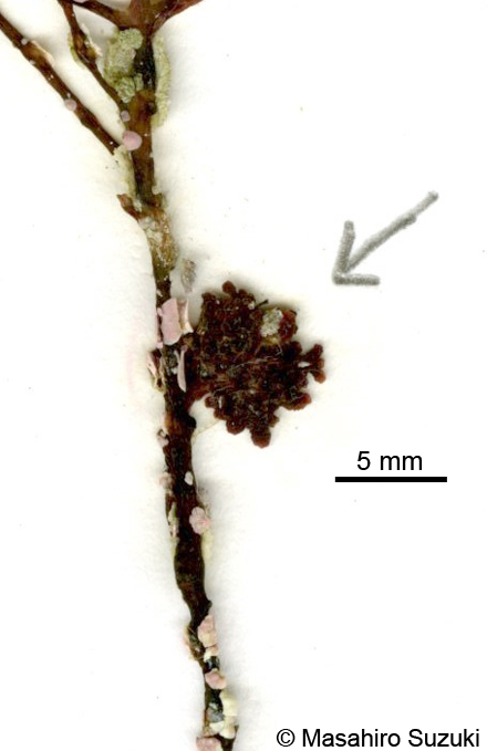 モリモトソゾマクラ Laurencia morimotoi