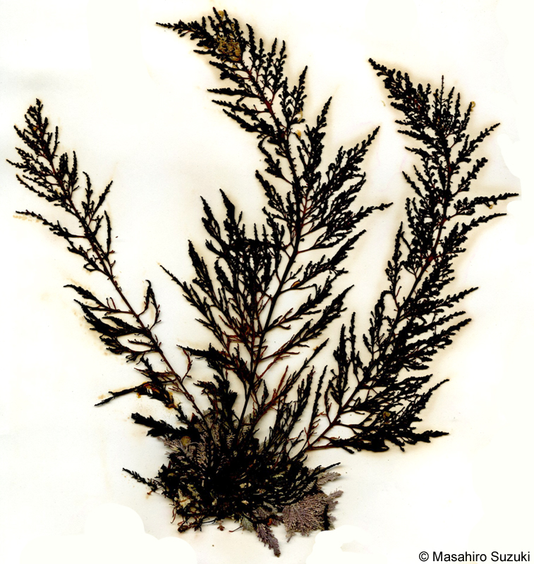 ウラソゾ Laurencia nipponica