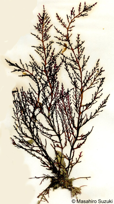 ウラソゾ Laurencia nipponica