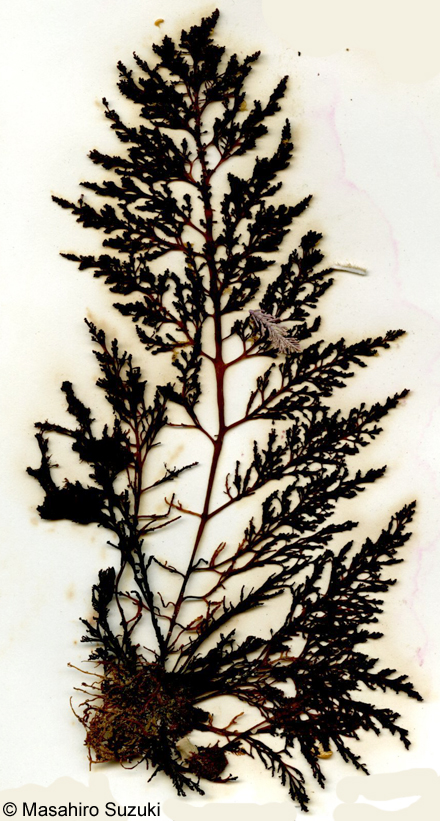 ウラソゾ Laurencia nipponica