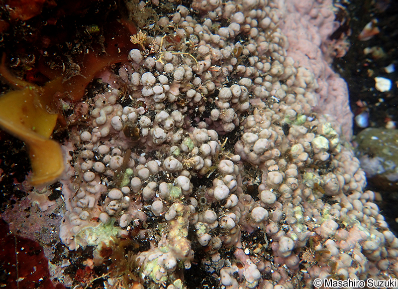 ヒライボ Lithophyllum okamurae