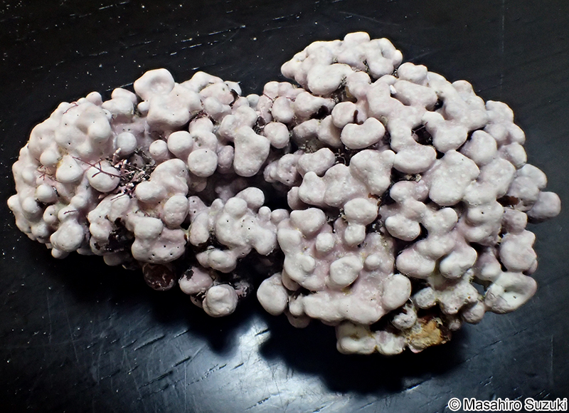 ヒライボ Lithophyllum okamurae