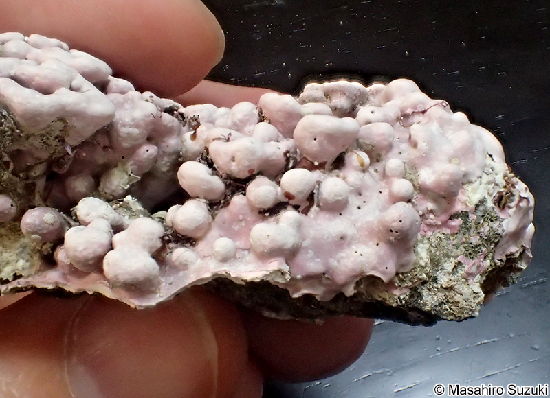 ヒライボ Lithophyllum okamurae