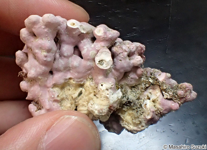 ヒライボ Lithophyllum okamurae