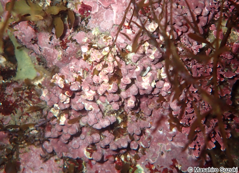 ヒライボ Lithophyllum okamurae