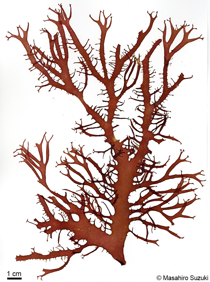 トサカノリ Meristotheca japonica