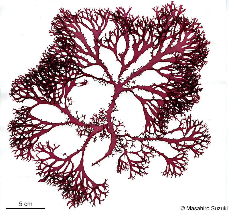 トサカノリ Meristotheca japonica