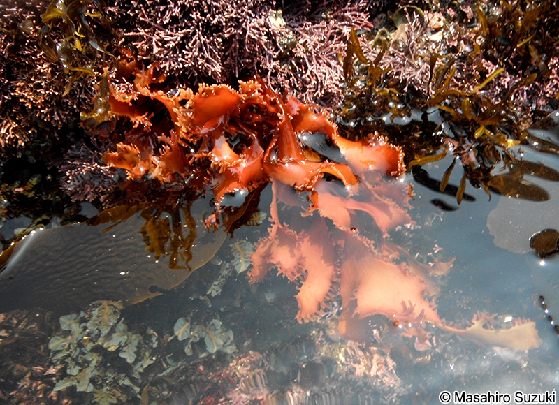 トサカノリ Meristotheca japonica