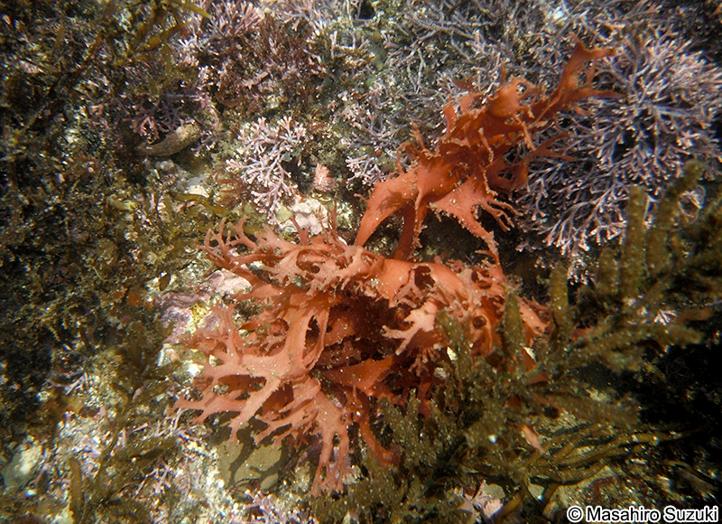 トサカノリ Meristotheca japonica