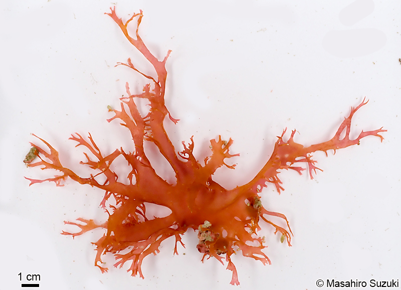 トサカノリ Meristotheca japonica