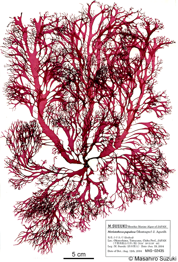 トサカノリ Meristotheca japonica