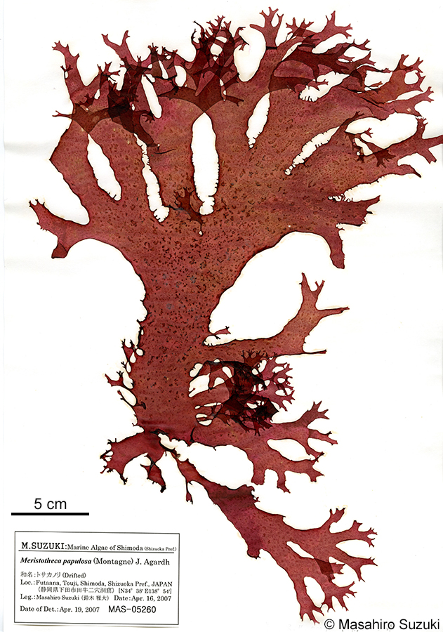 トサカノリ Meristotheca japonica