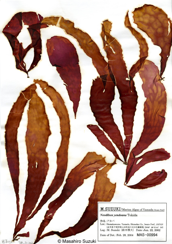 アカバ Neodilsea yendoana