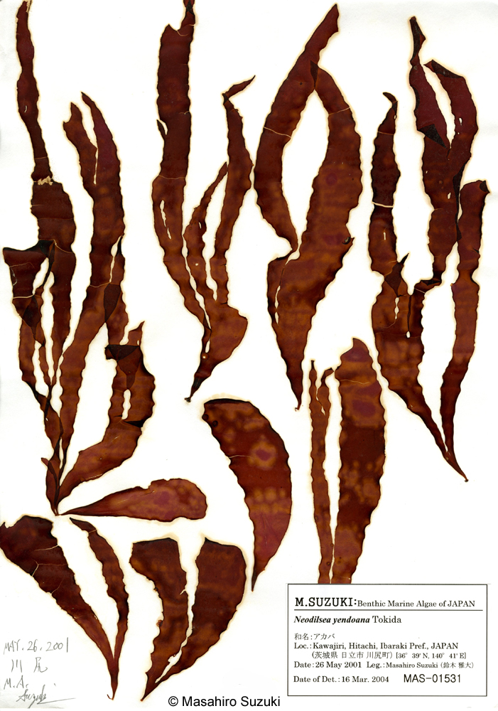 アカバ Neodilsea yendoana