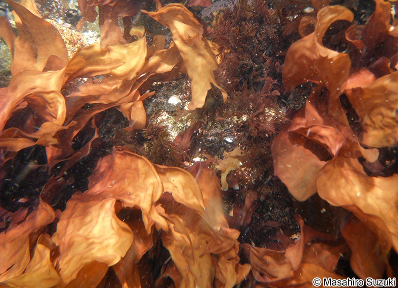 アカバ Neodilsea yendoana