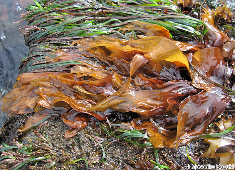 アカバ Neodilsea yendoana