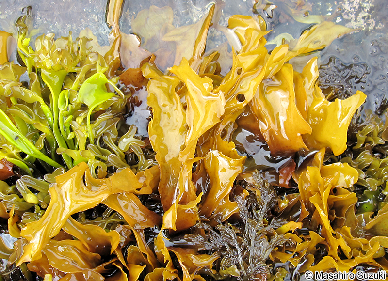 アカバ Neodilsea yendoana