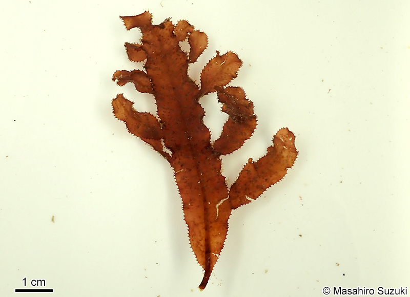 クロイソバショウ Neurymenia nigricans