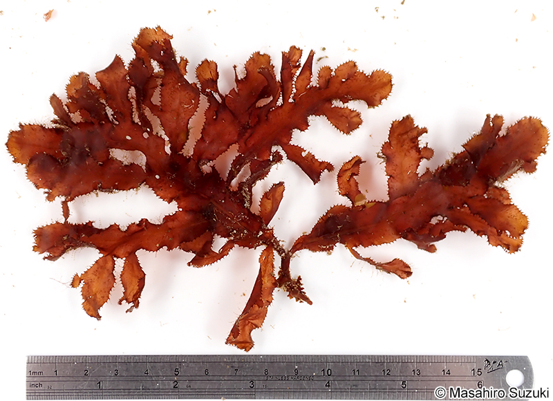 クロイソバショウ Neurymenia nigricans