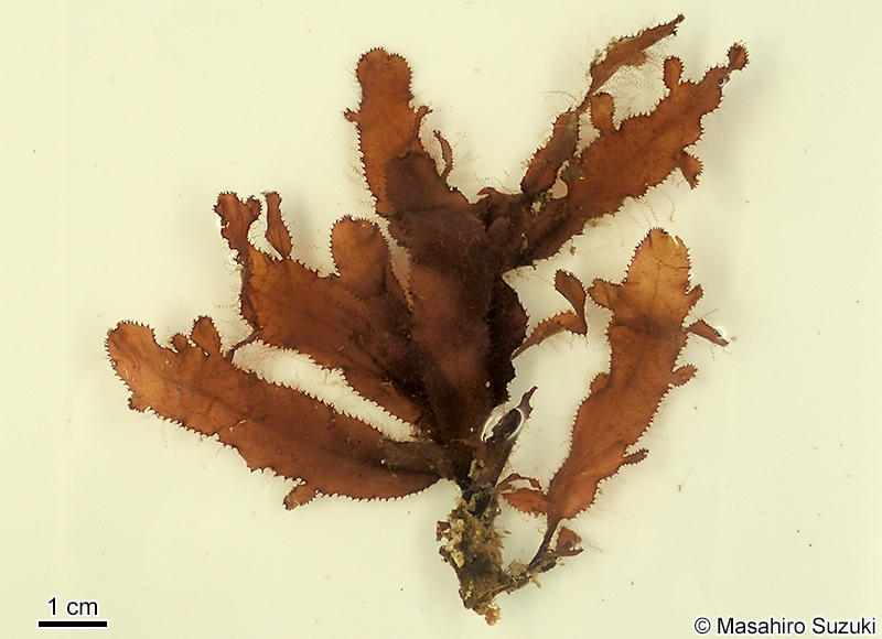 クロイソバショウ Neurymenia nigricans