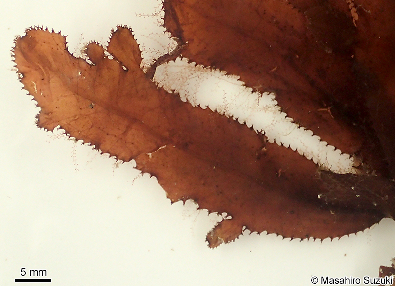 クロイソバショウ Neurymenia nigricans