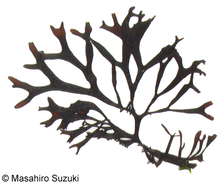 Nothogenia fastigiata