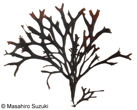 Nothogenia fastigiata