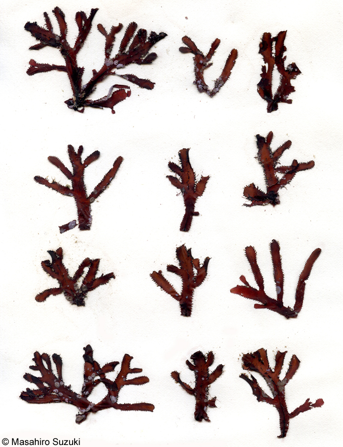 カエリナミ Osmundaria obtusiloba