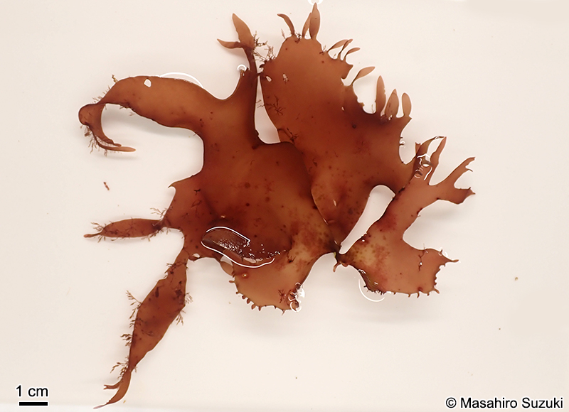 Pachymeniopsis gargiuloi