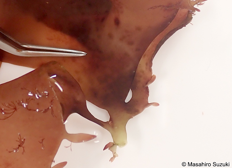 Pachymeniopsis gargiuloi