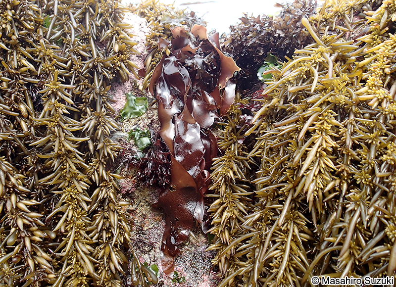 Pachymeniopsis gargiuloi