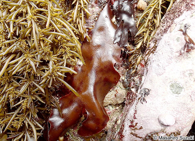 Pachymeniopsis gargiuloi