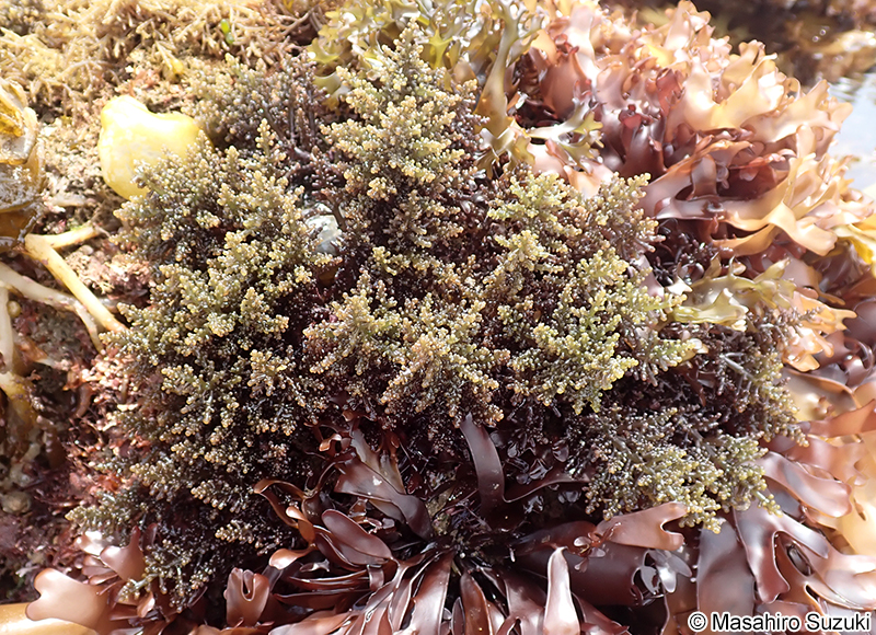 クロソゾ Palisada intermedia