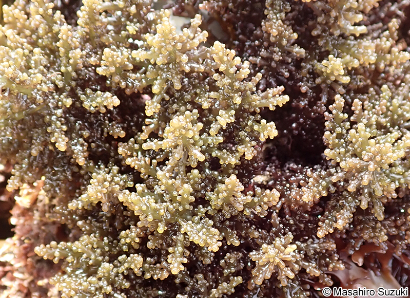 クロソゾ Palisada intermedia