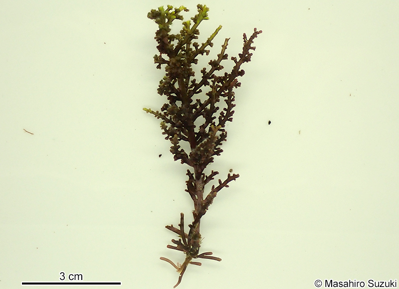クロソゾ Palisada intermedia