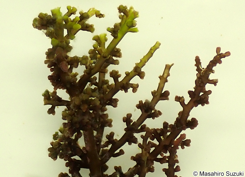 クロソゾ Palisada intermedia