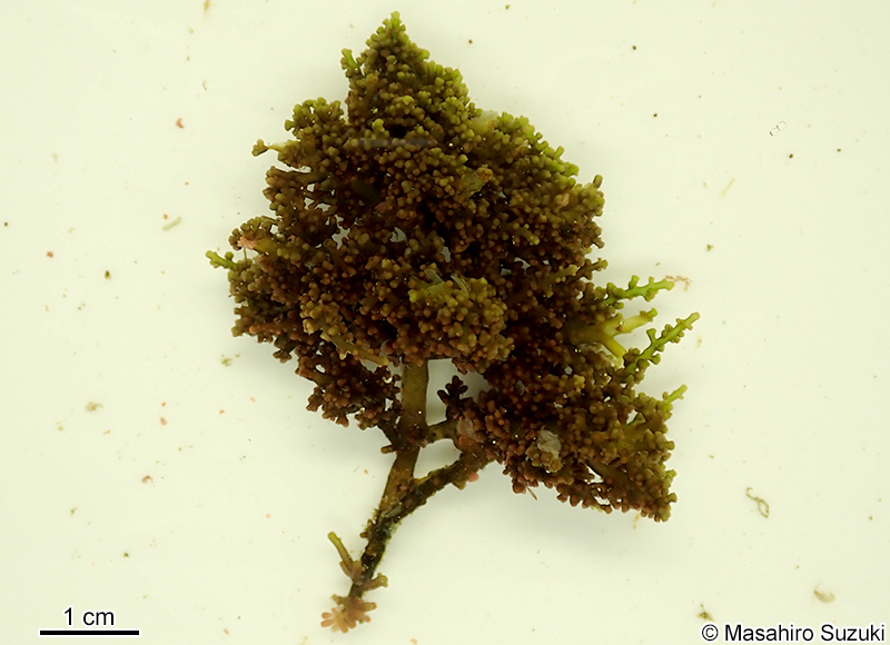 クロソゾ Palisada intermedia