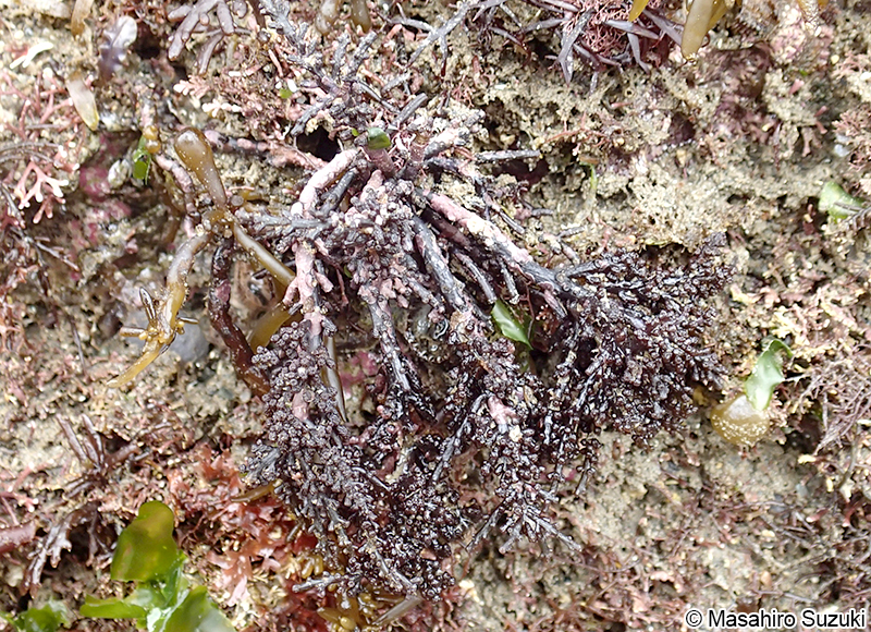 クロソゾ Palisada intermedia