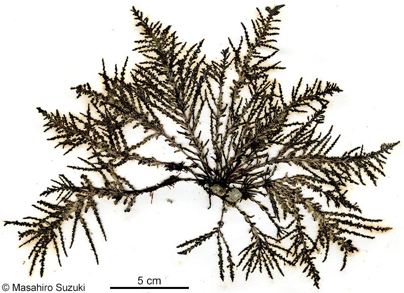 クロソゾ Palisada intermedia