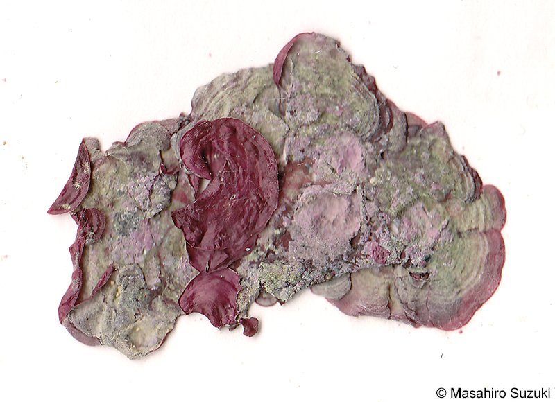 ベニイワノカワ Peyssonnelia conchicola