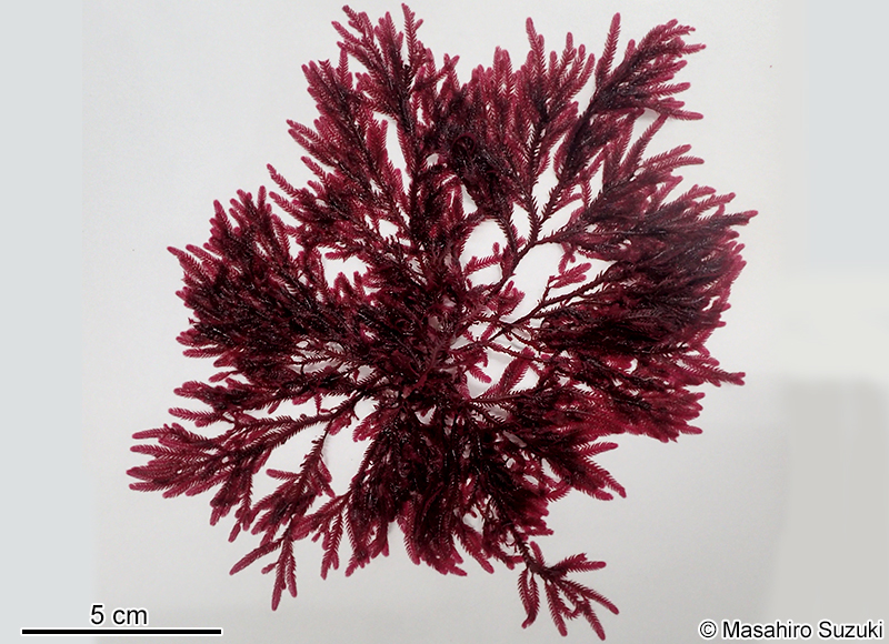 キジノオ Phacelocarpus japonicus