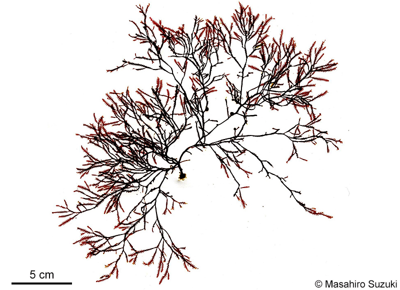 キジノオ Phacelocarpus japonicus