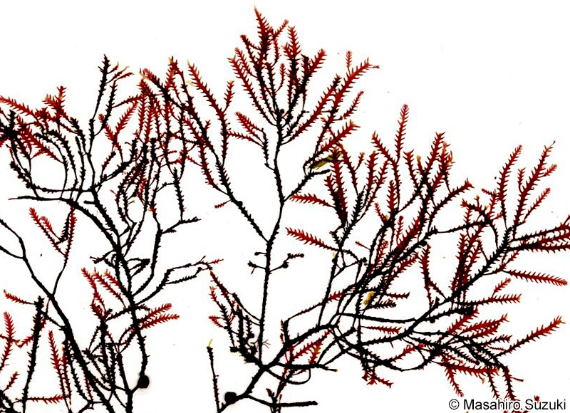 キジノオ Phacelocarpus japonicus