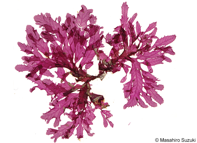 ヒメコノハノリ Phycodrys radicosa