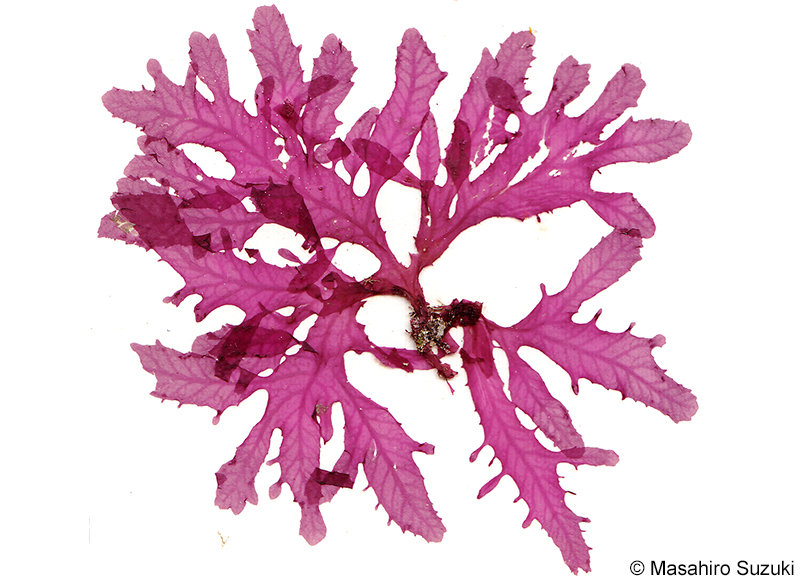 ヒメコノハノリ Phycodrys radicosa