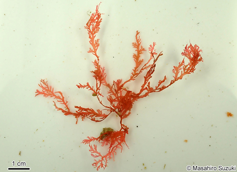 ナンカイユカリ Plocamium brasiliense