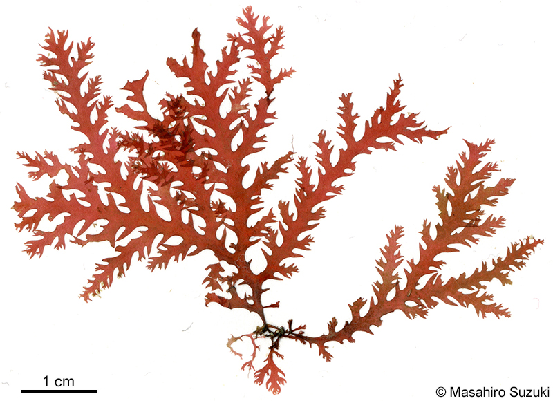 ナンカイユカリ Plocamium brasiliense